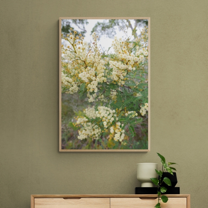 Coastal Wattle Native Prints - Order Prints Online