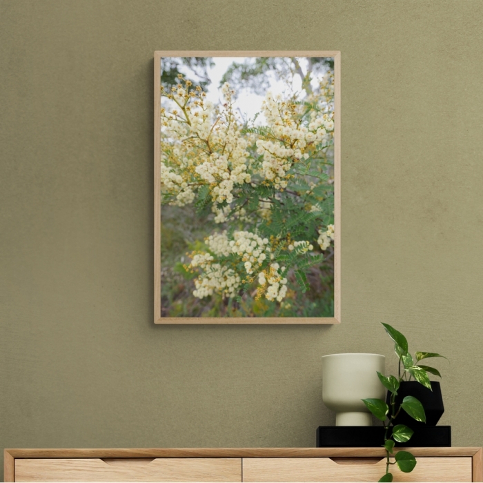 Coastal Wattle Native Prints - Order Prints Online