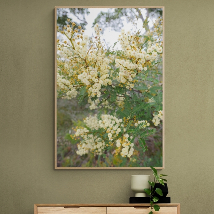 Coastal Wattle Native Prints - Order Prints Online