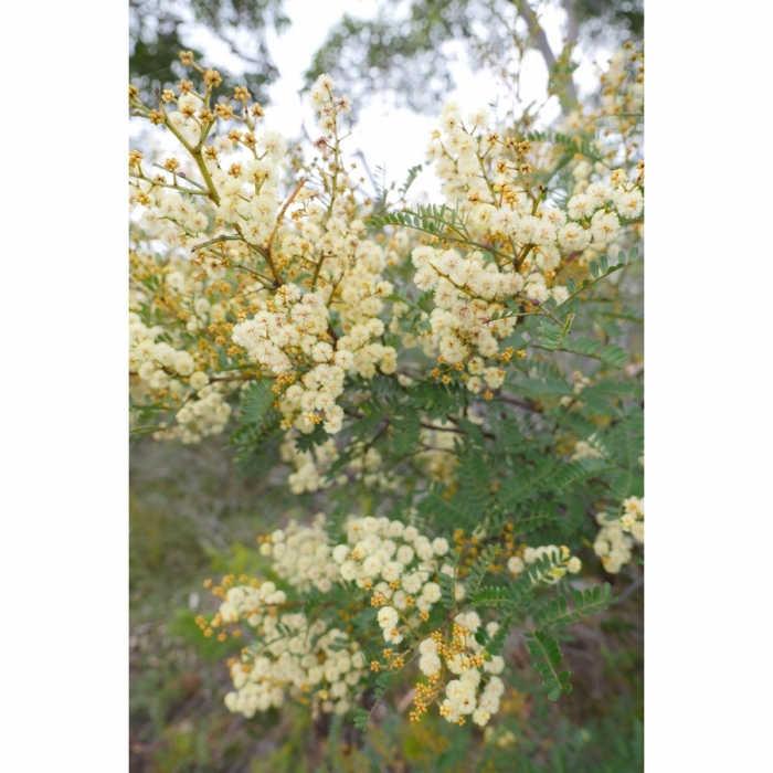 025 Coastal Wattle Native Prints - Order Prints Online