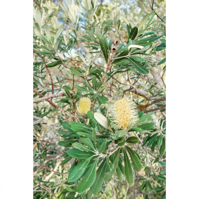 028 Yellow Banksia Native Prints - Order Prints Online