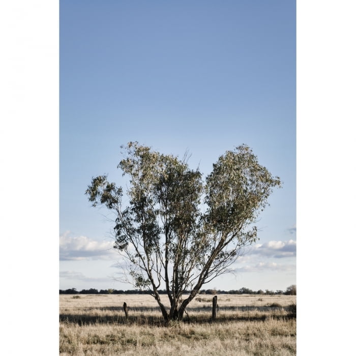 047 Tree on the plains - Native Prints - Order Prints Online