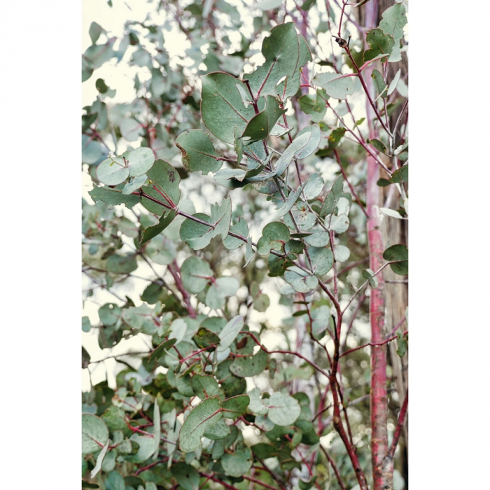 062 Native Prints Eucalyptus